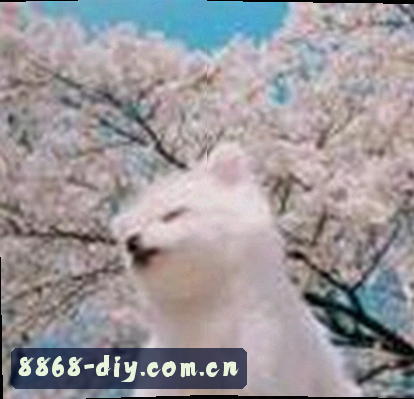 王芳